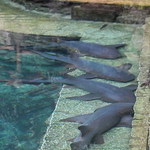 Nurse sharks