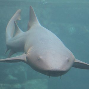 Nurse shark