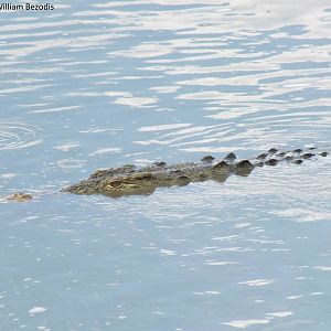 Nile Crocodile