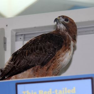 2014 Lindsay Wildlife Museum