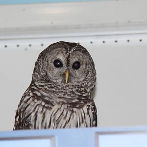 2014 Lindsay Wildlife Museum