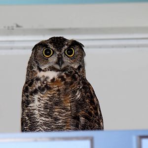 2014 Lindsay Wildlife Museum