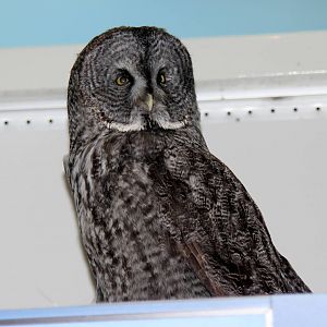 2014 Lindsay Wildlife Museum