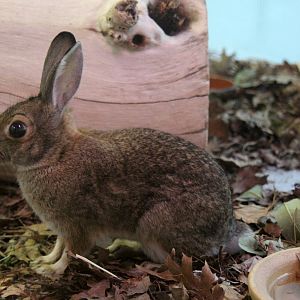 2014 Lindsay Wildlife Museum