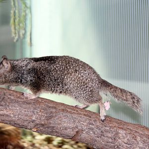 2014 Lindsay Wildlife Museum