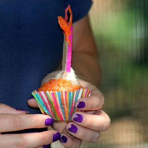 2014 Lindsay Wildlife Museum