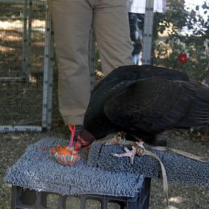 2014 Lindsay Wildlife Museum