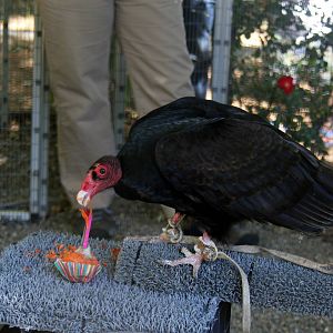 2014 Lindsay Wildlife Museum