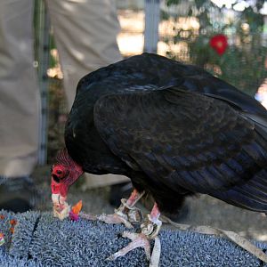 2014 Lindsay Wildlife Museum