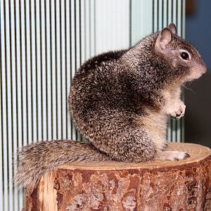 2014 Lindsay Wildlife Museum