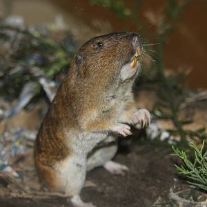 2014 Lindsay Wildlife Museum