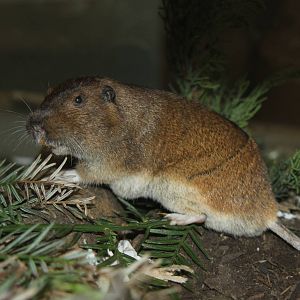 2014 Lindsay Wildlife Museum