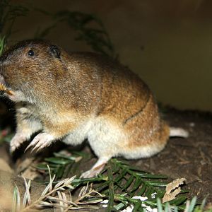 2014 Lindsay Wildlife Museum