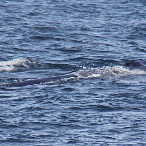 2014 Maine Whale Watch