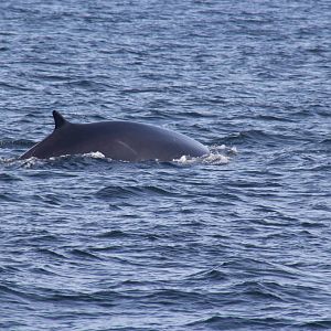 2014 Maine Whale Watch
