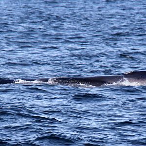 2014 Maine Whale Watch