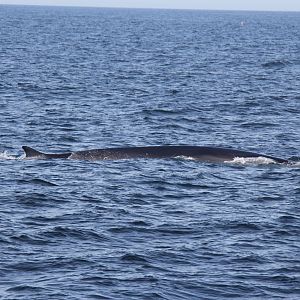 2014 Maine Whale Watch