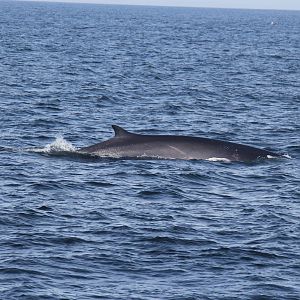 2014 Maine Whale Watch