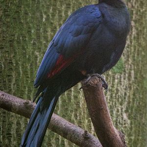 Violet turaco : Cotswold WP : 25 Oct 2014