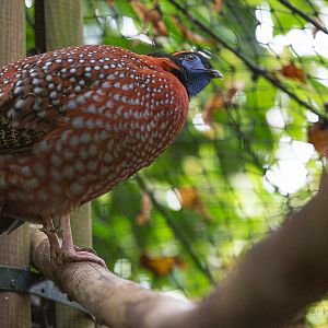 Temmincks tragopan : Cotswold WP : 25 Oct 2014