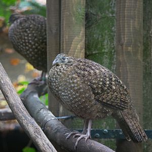 Temmincks tragopan : Cotswold WP : 25 Oct 2014
