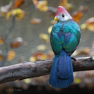 Red-crested turaco : Cotswold WP : 25 Oct 2014