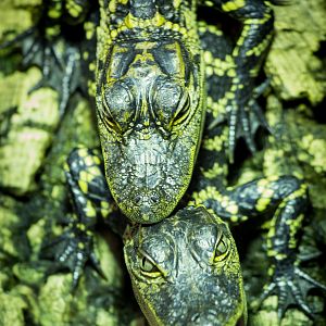American alligators : Crocodiles of the World : 14 Nov 2014