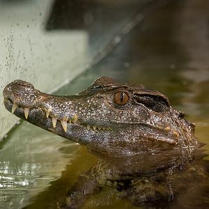 Schneiders dwarf caiman : Crocodiles of the World : 14 Nov 2014