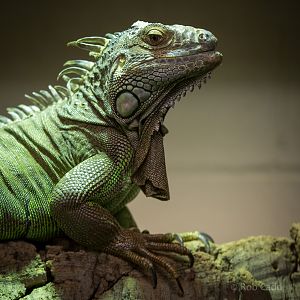 Green iguana : Crocodiles of the World : 14 Nov 2014