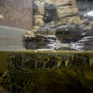 Schneiders dwarf caiman : Crocodiles of the World : 14 Nov 2014