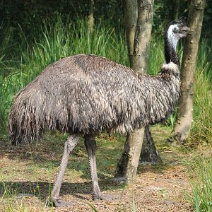 Emu