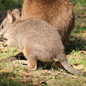 Parma wallaby