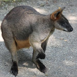 Swamp wallaby