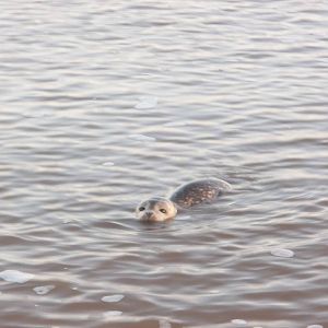 Common Seal, North Beach, Bridlington; 8th December 2014