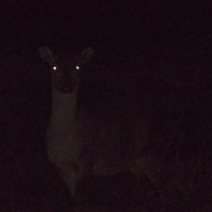 Formosan Sika Deer, 5th December 2014