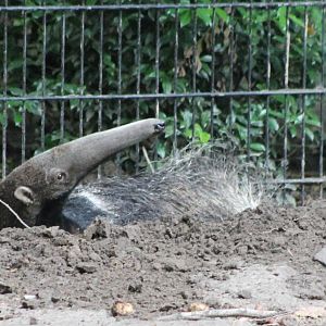 Hidding Giant anteater