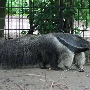Giant anteater