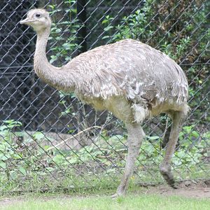 Darwin's rhea