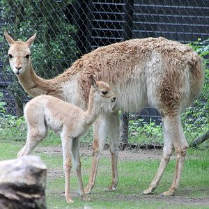 Mother and baby Vicunja