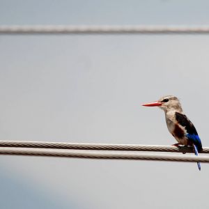 Grey-headed Kingfisher at Lake Koka, 13/10/14