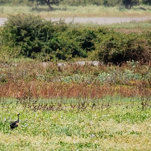Black Crowned Cranes at Lake Koka, 13/10/14