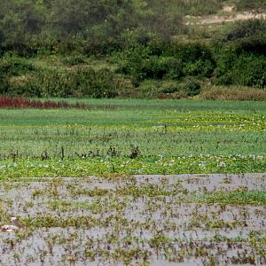 Pink-backed Pelican at Lake Koka, 13/10/14