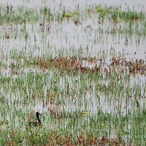 White-faced Whistling Ducks at Lake Koka, 13/10/14