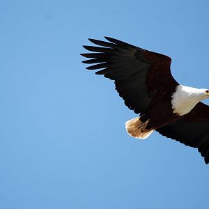 African Fish Eagle at Lake Koka, 13/10/14