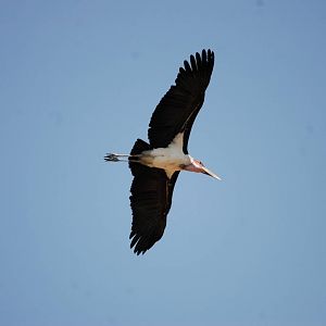Marabou at Lake Koka, 13/10/14