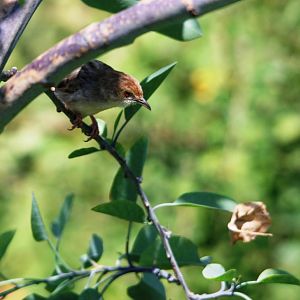 Rattling Cisticola at Lake Koka, 13/10/14