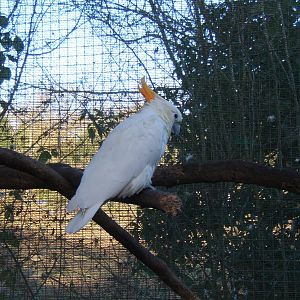 Citron-crested Cockatoo