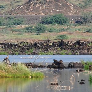 African Darter at Lake Basaaka, 13/10/14