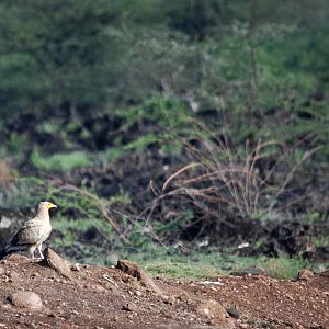 Egyptian Vulture at Lake Basaaka, 13/10/14
