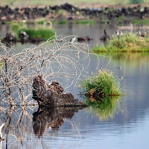 Striated Heron at Lake Basaaka, 13/10/14